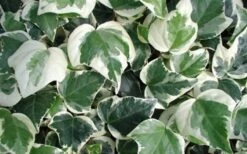 Variegated Algerian Ivy (Hedera Algeriensis 'Gloire De Marengo') - 6 Pack Of Pint Pots -Outlet Drip Mingle Store 3554 ravensholst ivy