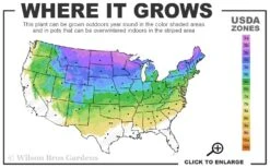 Pocohantas Lilac (Syringa) - 3 Gallon Pot 8 Pocohantas Lilac (Syringa) - 3 Gallon Pot -Outlet Drip Mingle Store 3a 8a 5
