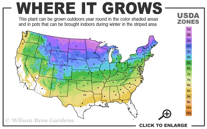Blizzard Mock Orange (Philadelphus) - 1 Gallon Pot 5 Blizzard Mock Orange (Philadelphus) - 1 Gallon Pot - Image 3