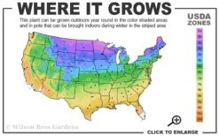 Mahogany Ajuga (Bugleweed) - 5 Pack Of Quart Pots -Outlet Drip Mingle Store 3a 9b 22