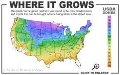 Grancy Graybeard - White Fringe Tree - 7 Gallon Pot (2-3') -Outlet Drip Mingle Store 3b 9a 1