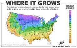 Kaizuka Twisted Juniper - 3 Gallon Pot -Outlet Drip Mingle Store 3b 9b