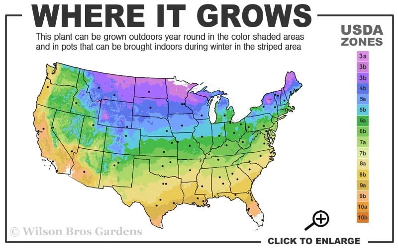 Spartan Juniper - 6 Pack Of 1 Gallon Pots 5 Spartan Juniper - 6 Pack Of 1 Gallon Pots - Image 3