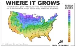 Lemon Drift Groundcover Rose - 3 Gallon Pot -Outlet Drip Mingle Store 4a 11 1