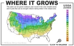 Bloomerang Dark Purple Lilac - 3 Gallon Pot -Outlet Drip Mingle Store 4a 8a 1