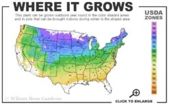 Ralph Shugert Variegated Periwinkle - Vinca Minor - 18 Pack Of Pint Pots -Outlet Drip Mingle Store 4a 8b 25