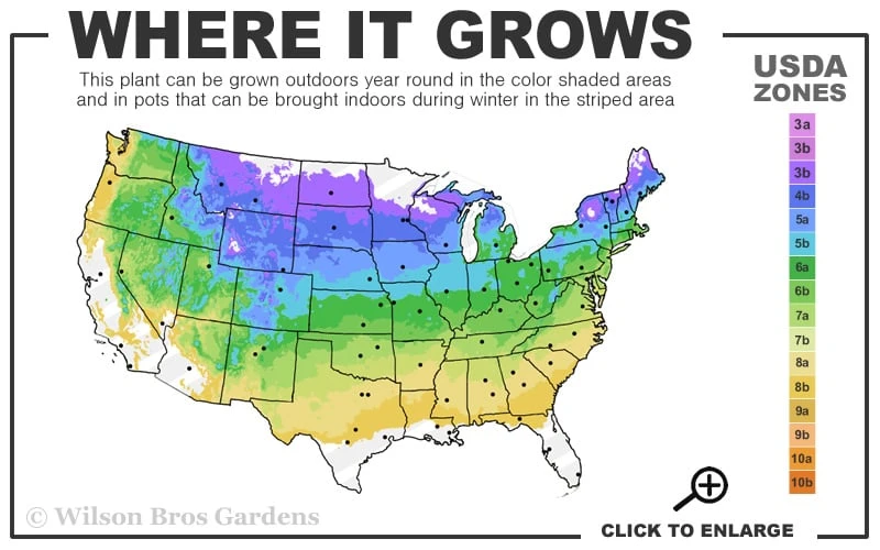 Golden Dwarf Hinoki Cypress - Chamaecyparis Obtusa 'Nana Lutea' - 2 Gallon Pot 5 Golden Dwarf Hinoki Cypress - Chamaecyparis Obtusa 'Nana Lutea' - 2 Gallon Pot - Image 3