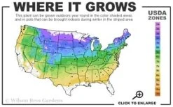 Highland Cream Creeping Thyme - 5 Pack Of Quart Pots -Outlet Drip Mingle Store 4a 8b thumbnail