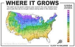 Climbing Hydrangea 'Petiolaris' - 3 Gallon Pot -Outlet Drip Mingle Store 4a 9a 1