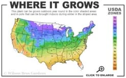 Dawn Redwood Tree - Metasequoia Glyptostroboides - 5 Gallon Pot -Outlet Drip Mingle Store 4a 9b 56