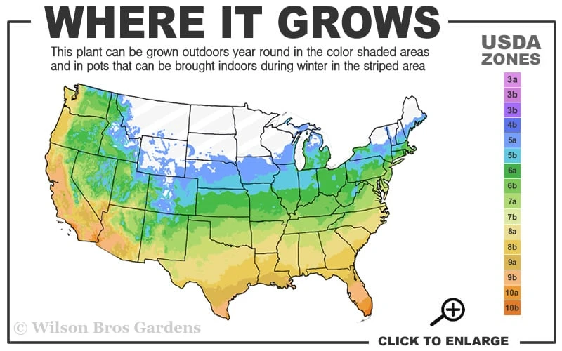 Northern Belle Sweetbay Magnolia Tree (Magnolia Virginiana) - 7 Gallon Pot (5-6') 5 Northern Belle Sweetbay Magnolia Tree (Magnolia Virginiana) - 7 Gallon Pot (5-6') - Image 3