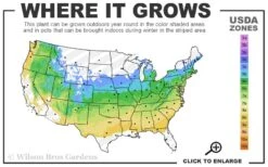 Skeeter's Broom Japanese Maple - 3 Gallon Pot 11 Skeeter's Broom Japanese Maple - 3 Gallon Pot -Outlet Drip Mingle Store 5a 8b 42