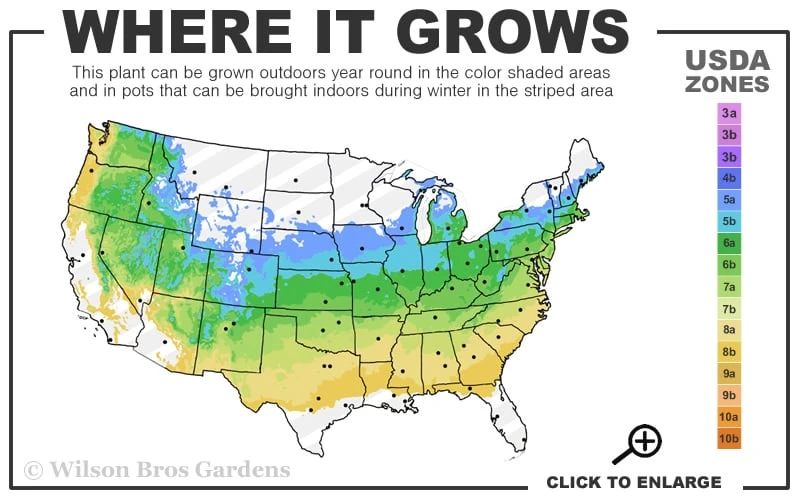 Skeeter's Broom Japanese Maple - 3 Gallon Pot 5 Skeeter's Broom Japanese Maple - 3 Gallon Pot - Image 3