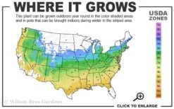 Sango Kaku Coral Bark Japanese Maple - 3 Gallon Pot 12 Sango Kaku Coral Bark Japanese Maple - 3 Gallon Pot -Outlet Drip Mingle Store 5a 9a 44