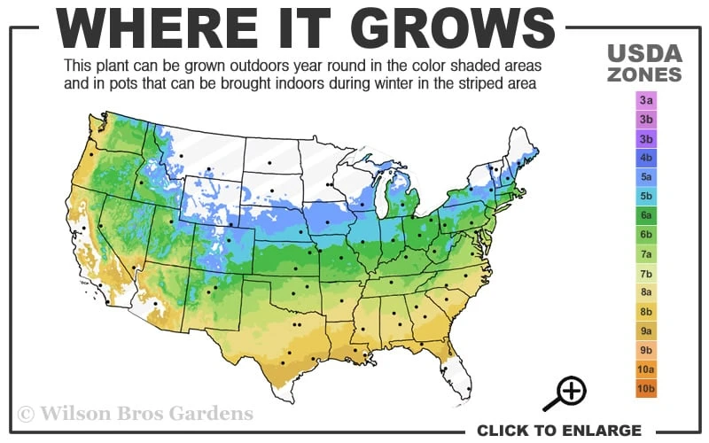 Ukigumo Floating Cloud Ghost Japanese Maple - 3 Gallon Pot (3-4') 5 Ukigumo Floating Cloud Ghost Japanese Maple - 3 Gallon Pot (3-4') - Image 3