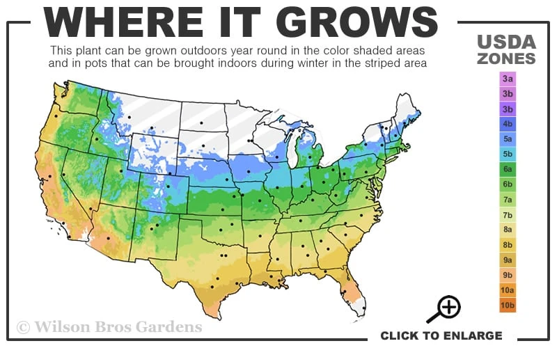 The Rising Sun Redbud Tree - 5 Gallon Pot 5 The Rising Sun Redbud Tree - 5 Gallon Pot - Image 3