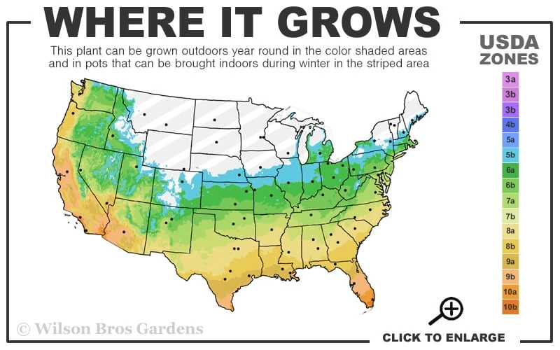 Creeping Lilyturf - Liriope Spicata - 3 Pack Of Pint Pots 5 Creeping Lilyturf - Liriope Spicata - 3 Pack Of Pint Pots - Image 3
