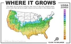 Brackens Brown Beauty Magnolia - 7 Gallon Pot (3-4') 11 Brackens Brown Beauty Magnolia - 7 Gallon Pot (3-4') -Outlet Drip Mingle Store 5b 11 23