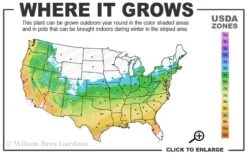 Little Sango' Dwarf Coral Bark Japanese Maple - 5 Gallon Pot -Outlet Drip Mingle Store 5b 9b 6