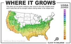 Double Feature Red Crape Myrtle - 3 Gallon Pot -Outlet Drip Mingle Store 6a 10a 1