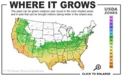 Sasaba Bamboo Leaf Tea Olive - 1 Gallon Pot 10 Sasaba Bamboo Leaf Tea Olive - 1 Gallon Pot -Outlet Drip Mingle Store 6a 10a