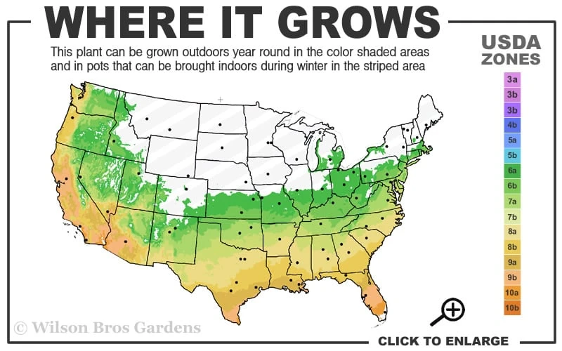 Leyland Cypress - 3 Gallon Pot 5 Leyland Cypress - 3 Gallon Pot - Image 3