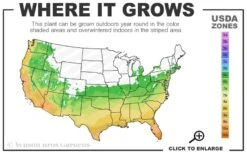 Gulftide Hardy Tea Olive (Osmanthus) - 2 Gallon Pot -Outlet Drip Mingle Store 6a 10b 2