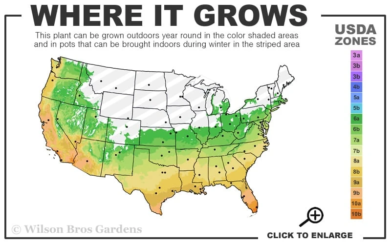Variegated Liriope - Lilyturf - 18 Count Flat Of 3.5" Pint Pots 5 Variegated Liriope - Lilyturf - 18 Count Flat Of 3.5" Pint Pots - Image 3