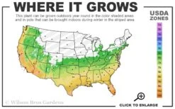 Cab Sav Cold Hardy Eucalyptus Tree (Eucalyptus Rubida) - 2 Gallon Pot -Outlet Drip Mingle Store 6a 11 14