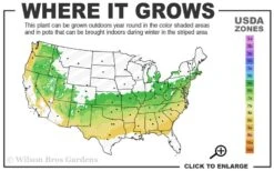 Fragrant Valley Sweetbox (Sarcococca) - 2 Gallon Pot 11 Fragrant Valley Sweetbox (Sarcococca) - 2 Gallon Pot -Outlet Drip Mingle Store 6a 8b 2
