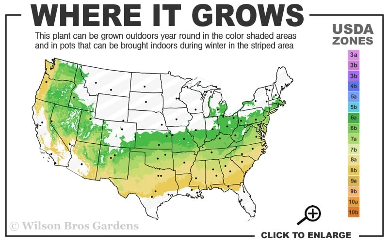 Fragrant Valley Sweetbox (Sarcococca) - 2 Gallon Pot 5 Fragrant Valley Sweetbox (Sarcococca) - 2 Gallon Pot - Image 3