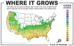 Taylor Pink Japanese Maple - 3 Gallon Pot 9 Taylor Pink Japanese Maple - 3 Gallon Pot -Outlet Drip Mingle Store 6a 9a 1