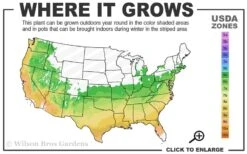 Serpentine Weeping Blue Atlas Cedar - 3 Gallon Pot 10 Serpentine Weeping Blue Atlas Cedar - 3 Gallon Pot -Outlet Drip Mingle Store 6a 9b 140