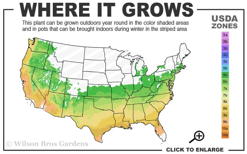 Golden Dragon Plum Yew (Cephalotaxus Harringtonia) - 1 Gallon Pot 5 Golden Dragon Plum Yew (Cephalotaxus Harringtonia) - 1 Gallon Pot - Image 3