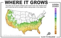 Angus Cold Hardy Eucalyptus Tree (Eucalyptus Nicholii) - Quart Pot -Outlet Drip Mingle Store 6b 10b 1
