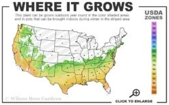 Delta Jazz Crape Myrtle - Single Trunk Topiary Tree - 5 Gallon Pot -Outlet Drip Mingle Store 6b 9b 15