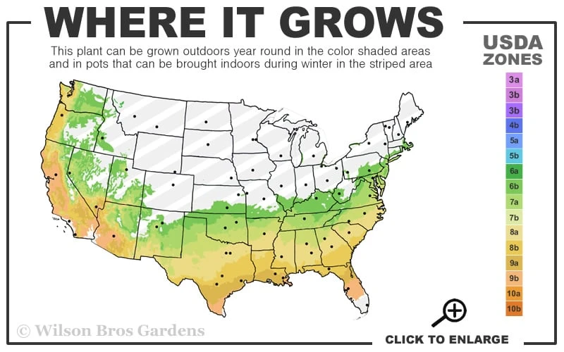 Muskogee Lavender Crape Myrtle - 3 Gallon Pot 5 Muskogee Lavender Crape Myrtle - 3 Gallon Pot - Image 3