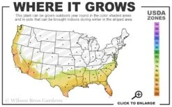 Divinely Blue Deodar Cedar Tree (Single Trunk Topiary) - 5 Gallon Pot -Outlet Drip Mingle Store 7B 10B 20