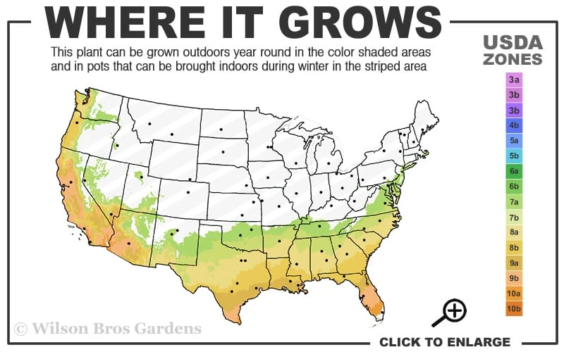 Early Bird Lavender Crape Myrtle - 3 Gallon Pot 5 Early Bird Lavender Crape Myrtle - 3 Gallon Pot - Image 3