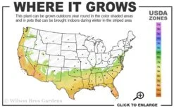 Winter Gold Edgeworthia Chrysantha - Paper Bush - 5 Gallon Pot -Outlet Drip Mingle Store 7a 10a 3