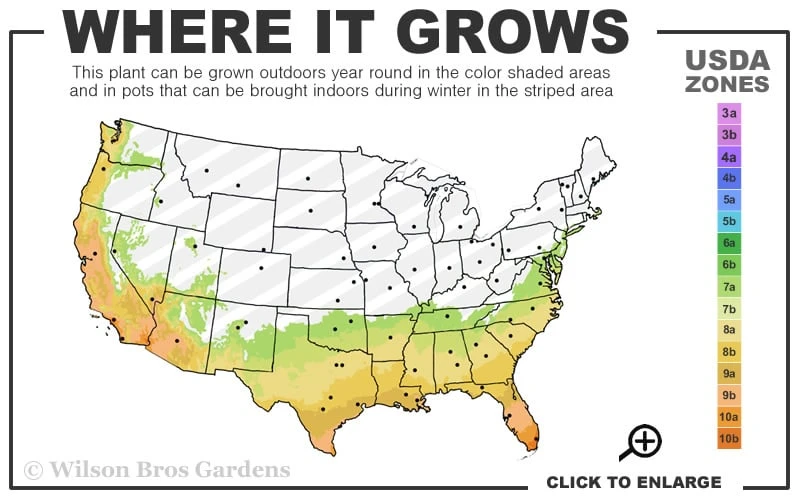 Banana Shrub - 3 Gallon Pot 5 Banana Shrub - 3 Gallon Pot - Image 3
