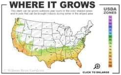 Funky Monkey Cold Hardy Eucalyptus Tree (Eucalyptus Parvula) - 2 Gallon Pot -Outlet Drip Mingle Store 7a 10b 70