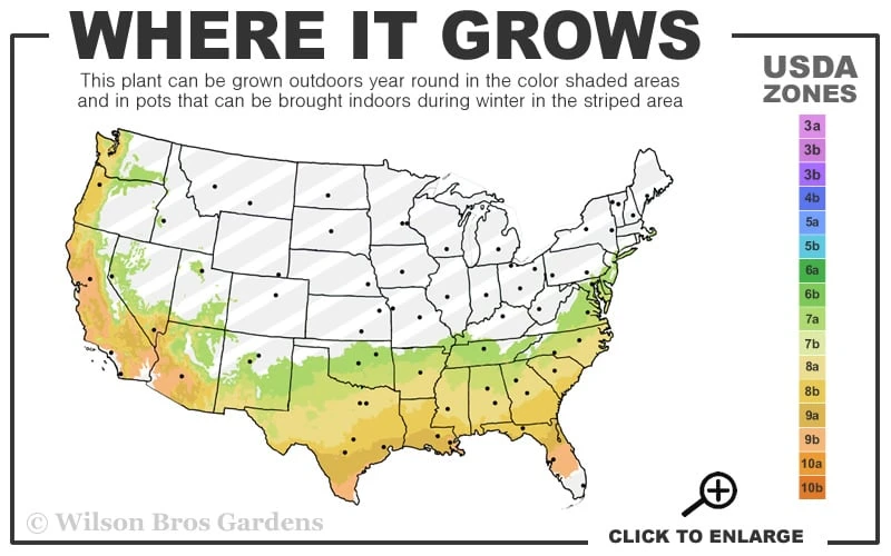 Snow Day Cold Hardy Eucalyptus Tree (Eucalyptus Gregsoniana) - 1 Gallon Pot 5 Snow Day Cold Hardy Eucalyptus Tree (Eucalyptus Gregsoniana) - 1 Gallon Pot - Image 3