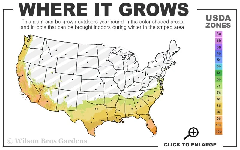 Windmill Cold Hardy Palm Tree - 7 Gallon Pot (3-4') 5 Windmill Cold Hardy Palm Tree - 7 Gallon Pot (3-4') - Image 3