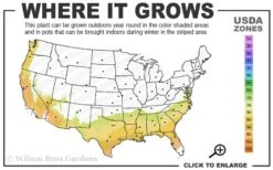 Center Stage Red Black Leaf Crape Myrtle -2 Gallon Pot -Outlet Drip Mingle Store 7b 9b