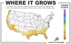 Yellow Angel's Trumpet (Brugmansia) - 1 Gallon Pot -Outlet Drip Mingle Store 8a 11 2