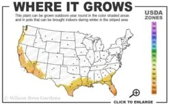 Red Cluster Bottlebrush Tree - 7 Gallon Pot -Outlet Drip Mingle Store 8b 11