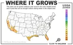 Blue Podocarpus Yew - 7 Gallon Pot -Outlet Drip Mingle Store 9a 11