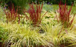 Golden Sweet Flag (Acorus Gramineus 'Ogon') - 6 Pack Of Pint Pots -Outlet Drip Mingle Store Acorus Ogon 103 1