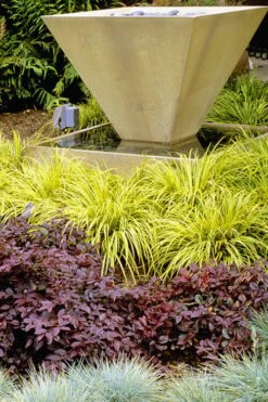 Golden Sweet Flag - Acorus Gramineus 'Ogon' - 10 Pack Of Quart Pots -Outlet Drip Mingle Store Acorus Ogon 104 3